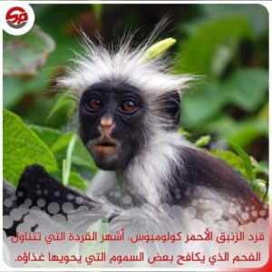 قرد الزنبق الأحمر "كولومبوس"